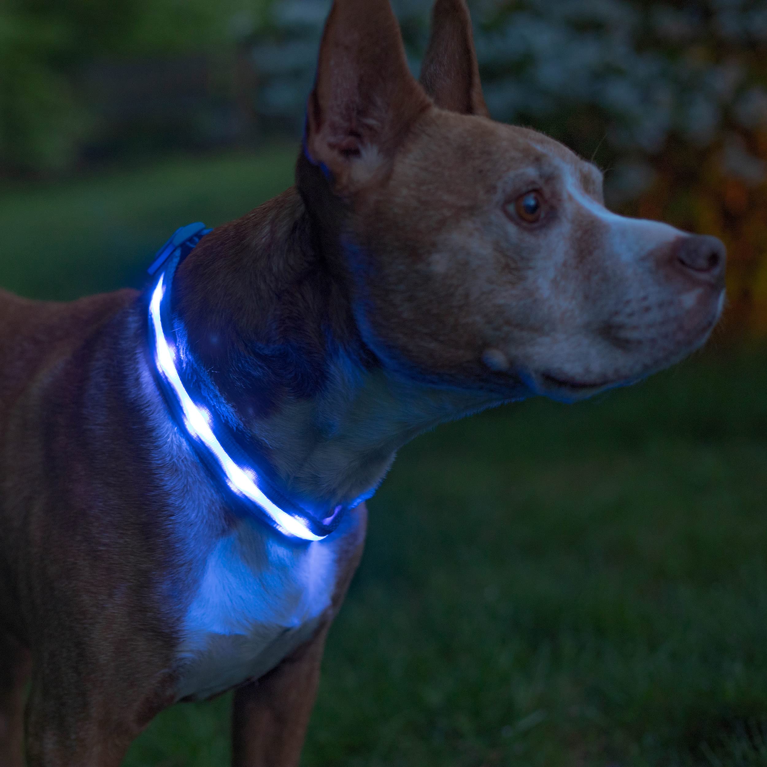 Фото 2 Ошейник с подсветкой для собак L на батарейках UFT PET LED 1 Blue