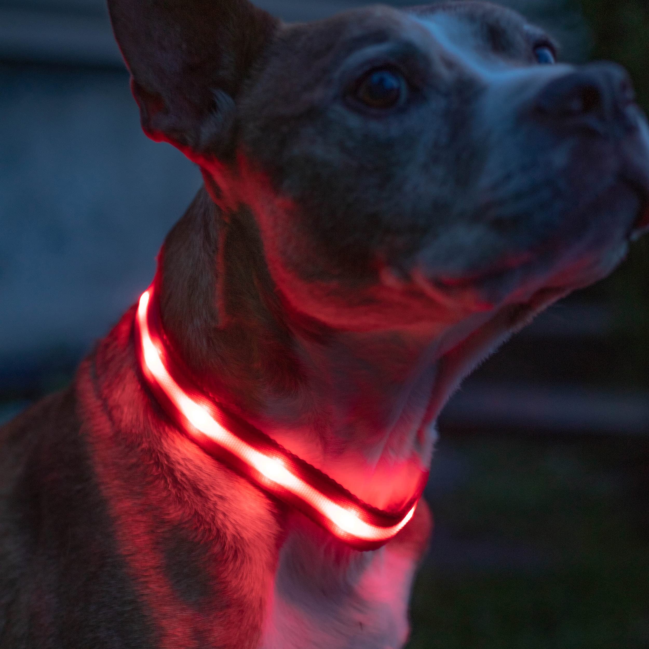 Фото 2 Ошейник с подсветкой для собак M на батарейках UFT PET LED 1 Red